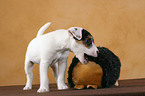 spielender Jack Russell Terrier Welpe