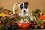 Jack Russell Terrier Welpe in Herbstdeko