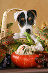Jack Russell Terrier Welpe in Herbstdeko