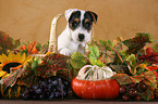 Jack Russell Terrier Welpe in Herbstdeko