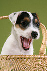 Jack Russell Terrier Welpe im Korb