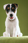 zwinkernder Jack Russell Terrier Welpe