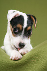 liegender Jack Russell Terrier Welpe
