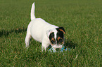 Jack Russell Terrier Welpe mit Spielzeug