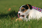 Jack Russell Terrier Welpe mit Spielzeug