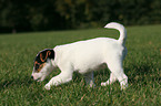 laufender Jack Russell Terrier Welpe