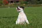 sitzender Jack Russell Terrier Welpe