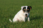 sitzender Jack Russell Terrier Welpe