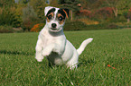 rennender Jack Russell Terrier Welpe