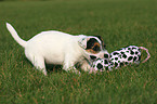 spielender Jack Russell Terrier Welpe