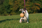 spielender Jack Russell Terrier Welpe