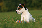 sitzender Jack Russell Terrier Welpe