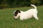 Jack Russell Terrier Welpe auf der Wiese