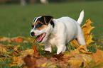 Jack Russell Terrier Welpe frisst Laub