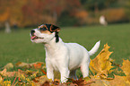 Jack Russell Terrier Welpe im Herbst