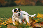 Jack Russell Terrier Welpe knabbert an Stckchen