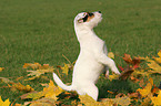 Jack Russell Terrier Welpe macht Mnnchen