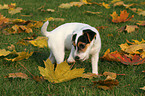 Jack Russell Terrier Welpe im Herbst