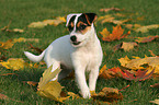 Jack Russell Terrier Welpe im Herbst