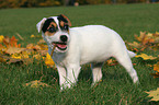 Jack Russell Terrier Welpe knabbert an Stckchen
