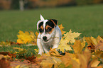 spielender Jack Russell Terrier Welpe