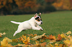 springender Jack Russell Terrier Welpe