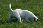 schnuppernder Jack Russell Terrier Welpe