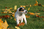 arson Russell Terrier Welpe mit Herbstlaub