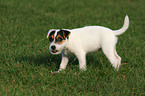 knabbernder Jack Russell Terrier Welpe