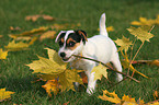 Jack Russell Terrier Welpe mit Herbstlaub