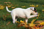 Jack Russell Terrier Welpe mit Herbstlaub