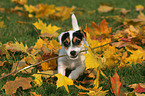 spielender Jack Russell Terrier Welpe