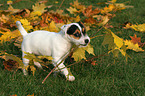 spielender Jack Russell Terrier Welpe