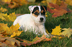 Jack Russell Terrier Welpe liegt im Herbstlaub