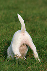 buddelnder Jack Russell Terrier Welpe