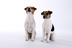 Jack Russell Terrier