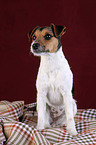 Jack Russell Terrier