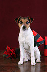 Jack Russell Terrier