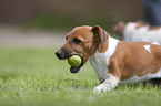 spielender Jack Russell Terrier