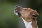 Jack Russell Terrier Portrait