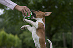 spielender Jack Russell Terrier