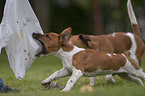 spielende Jack Russell Terrier