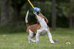 spielender Jack Russell Terrier