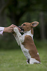 Jack Russell Terrier macht Mnnchen