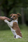 Jack Russell Terrier macht Mnnchen