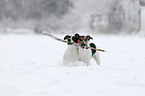 spielende Jack Russell Terrier