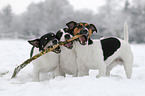 spielende Jack Russell Terrier