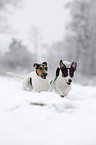 rennende Jack Russell Terrier