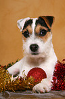 junger Jack Russell Terrier zu Weihnachten