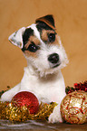 junger Jack Russell Terrier zu Weihnachten